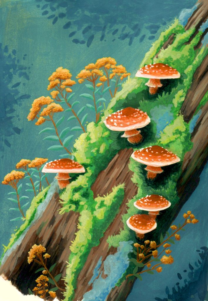 champignons-foret-paulinart